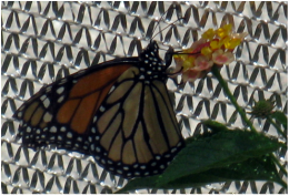 This butterfly was at the Knoxville Zoo in the butterfly room in the summer of 2009.